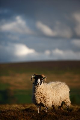 20090519 - Moor Sheepy