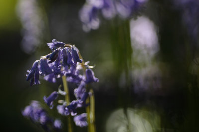 20090526 - Last of the Bluebells