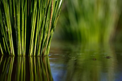 20090725 - Reeds