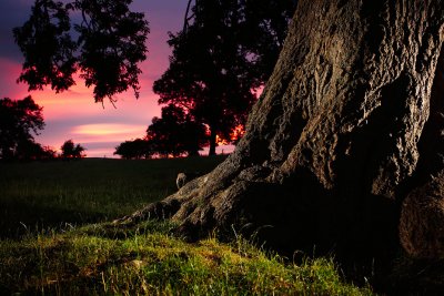 20100708 - Tree