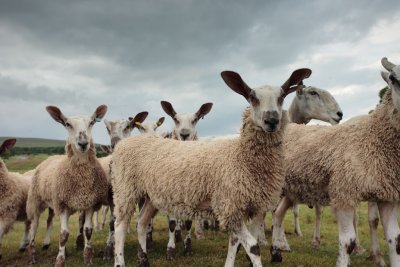 20100710 - Nosey Sheeps
