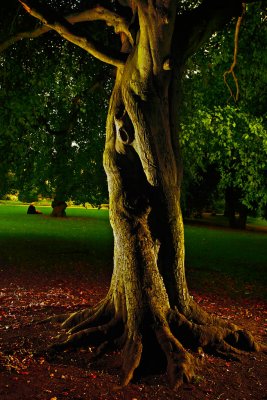 20100905 - Obligatory Tree Shot