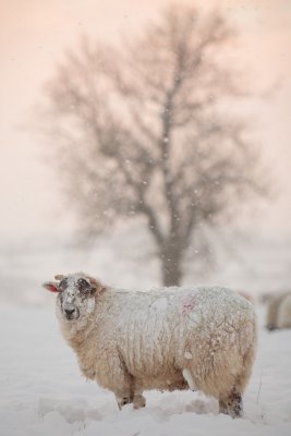 20101201 - Shiverin' Sheeps!
