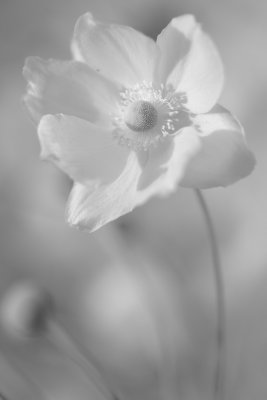 20120913 - Another Churchyard Flower