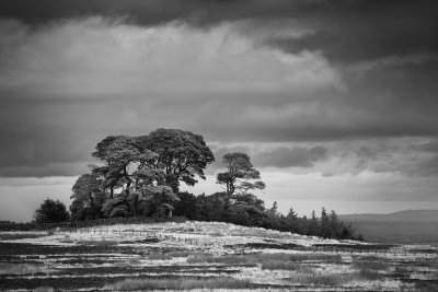 20120916 - Trees and Sheep