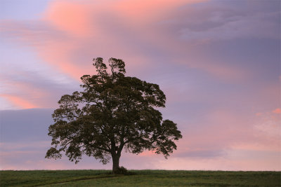 20121001 - Tree