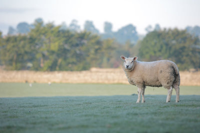 20121010 - Frosty Morning