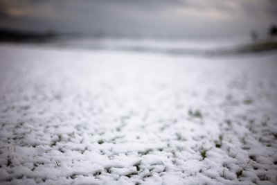 20080202 - Snowy Grass