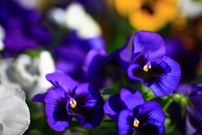 20080525 - Blue