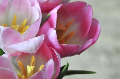 de mooie roze tulpen van Dominiq's tante Thrse