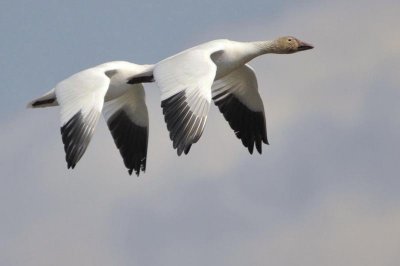 tandem-fly