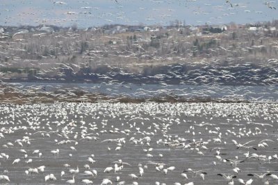 birds everywhere