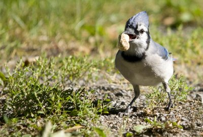 _DSC8733 Geaie Bleu - Cyanocitta Cristata 5