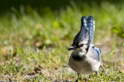_DSC8728 Geaie Bleu - Cyanocitta Cristata