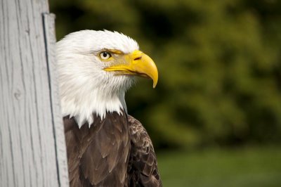 pygargue a tte blanche - adelaar - bald eagle