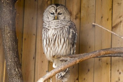 chouette raye - barred owl 2