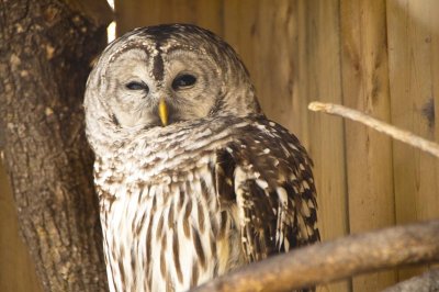 chouette raye - barred owl