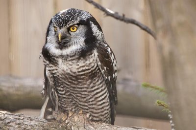 Northern Hawk Owl - chouette pervire - sperweruil 3