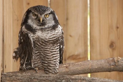 Northern Hawk Owl - chouette pervire - sperweruil 2