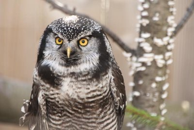 Northern Hawk Owl - chouette pervire - sperweruil  1