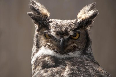 grand-duc dAmrique - Great Horned Owl 2