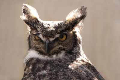 grand-duc dAmrique - Great Horned Owl
