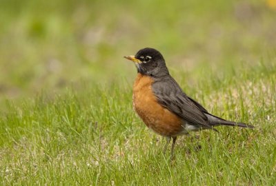 Merle d'Amrique - Amerikaanse Merel - American Robin