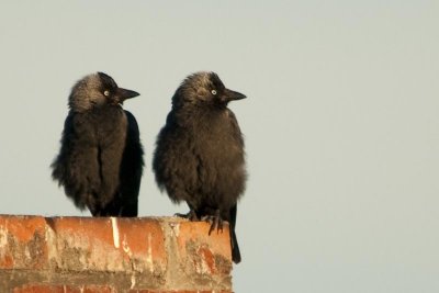 birds_on_roofs