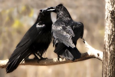 corbeau - raaf - common rave