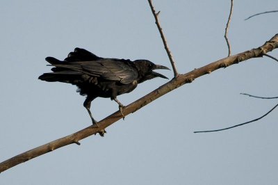 corneilles - kraaien - crows