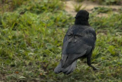 human face on back crow