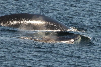 Baleines - Whales - Walvissen