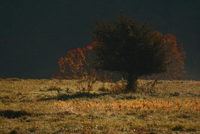 Hillside tree, Dover Plains, NY