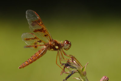 g1/12/810012/3/117287860.a69xYynM.jpg