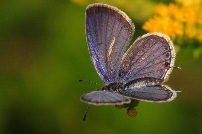 Eastern Tailed Blue