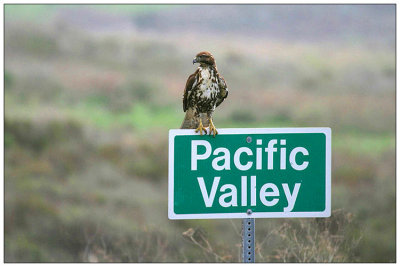 Hawk in Pacific Valley