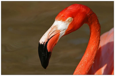 Flamingo face