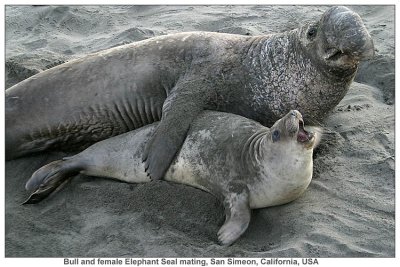Elephant Seals Gallery