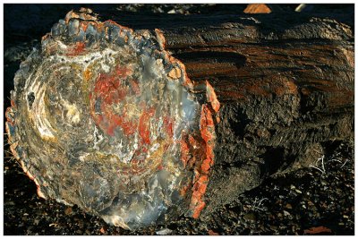 Petrified Wood