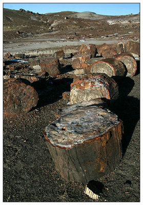 Petrified Wood