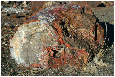 Petrified Wood