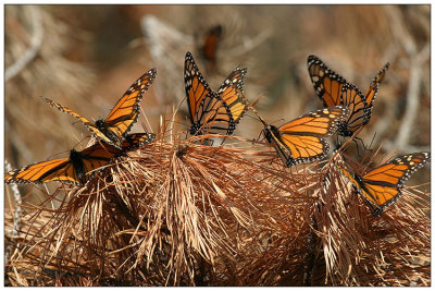 Monarch Butterflies