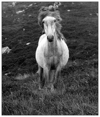 Wild pony in hills near Conwy, Wales