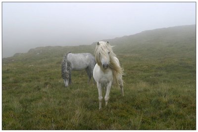 Wild ponies in hills near Conwy, Wales