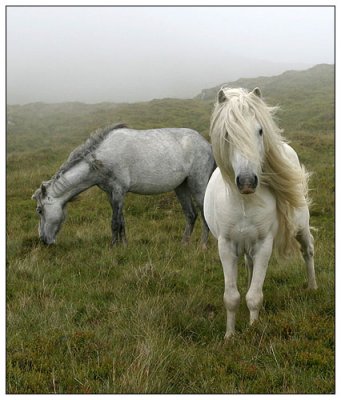 Wild ponies in hills near Conwy, Wales