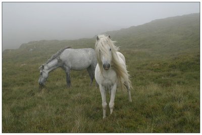 Wild ponies in hills near Conwy, Wales