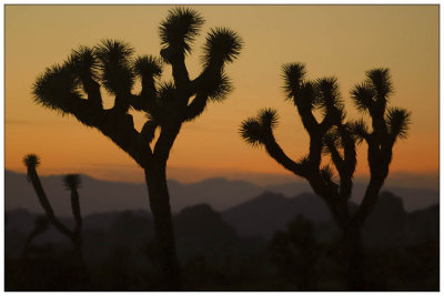 Joshua Tree National Park Gallery