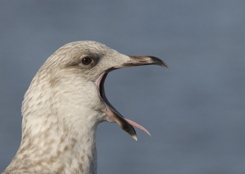 Zilvermeeuw-Herring Gull