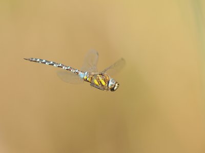 Paardenbijter-Migrant Hawker