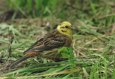 Geelgors -Yellowhammer